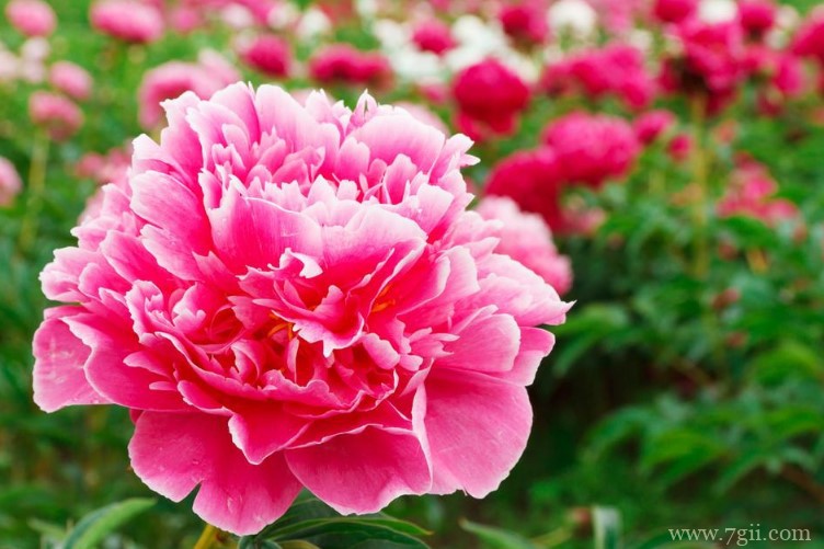 盐城市的市花是什么？