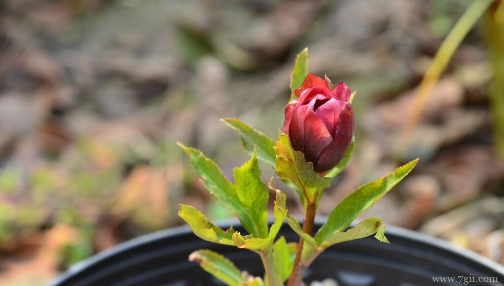 铁筷子怎么种植？铁筷子的种植方法