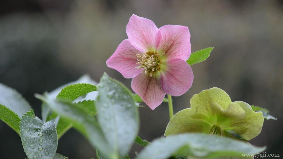 铁筷子怎么种植？铁筷子的种植方法