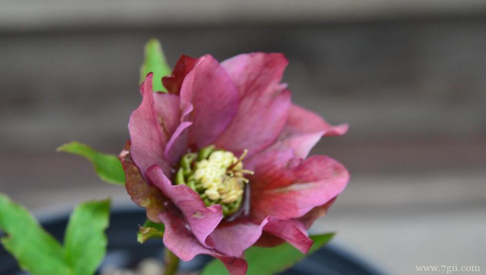 铁筷子怎么养护？铁筷子的养护管理方法