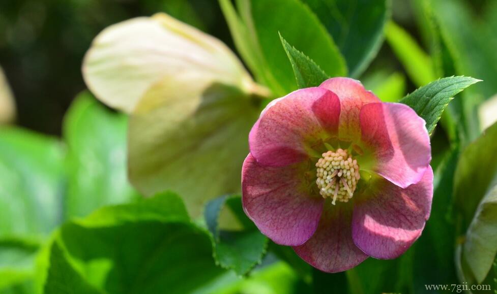 铁筷子怎么养护？铁筷子的养护管理方法