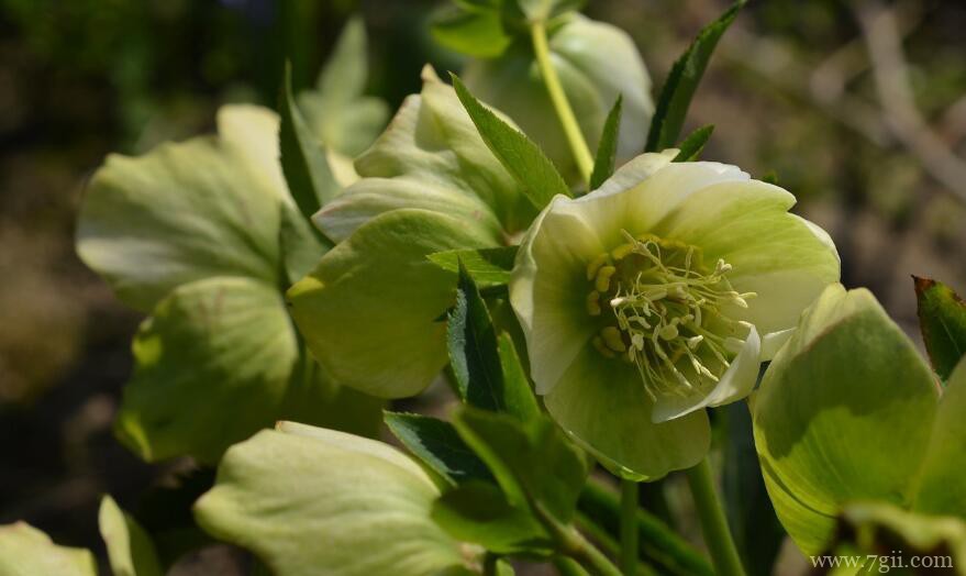 铁筷子的养殖方法