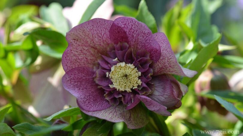 铁筷子有什么作用？铁筷子的功效和作用