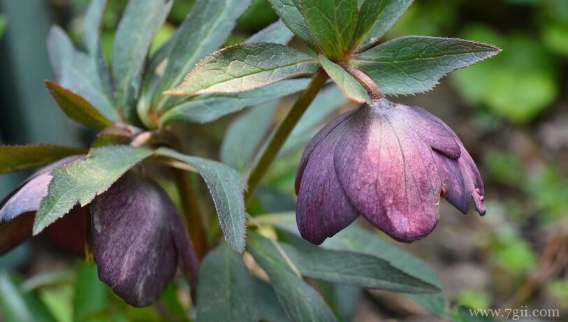 铁筷子有什么作用？铁筷子的功效和作用