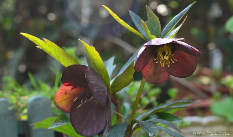 铁筷子怎么养殖？