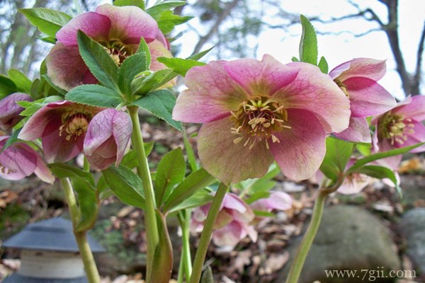 铁筷子冬天怎么养？