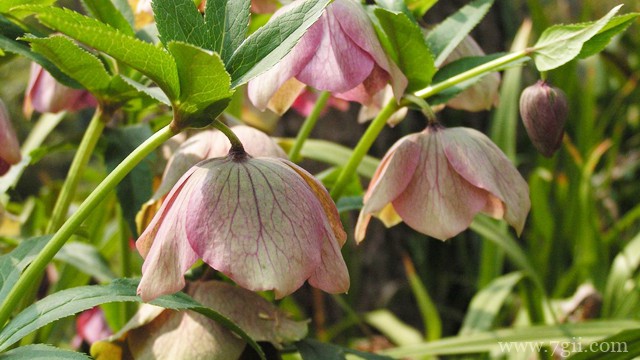 铁筷子冬天怎么养？