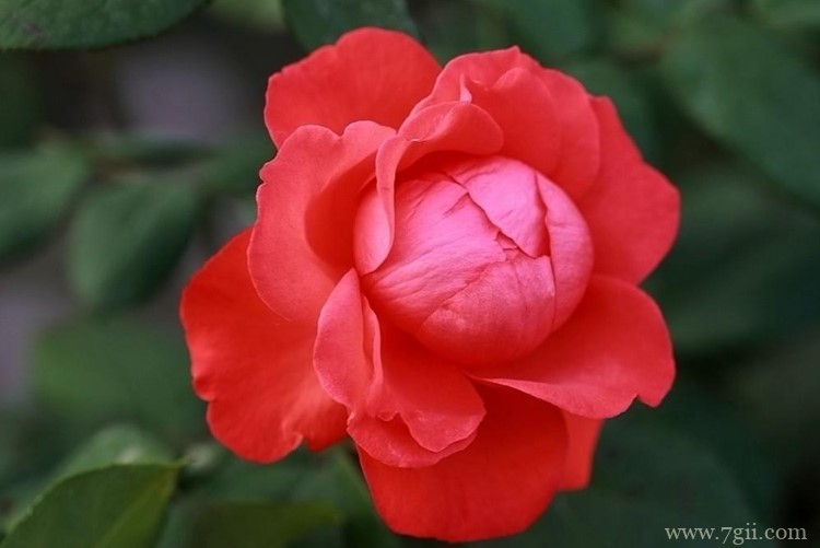 淮安市的市花是什么？