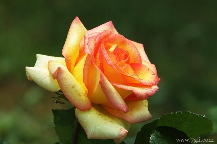 淮安市的市花是什么？