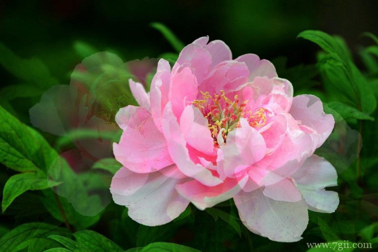 淮安市适合养什么花？