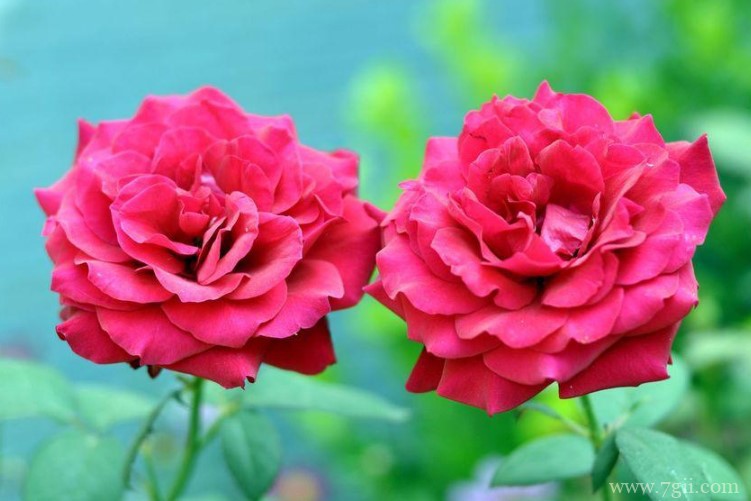 淮安市适合养什么花？