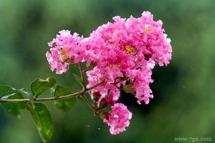 宿迁市的市花是什么？