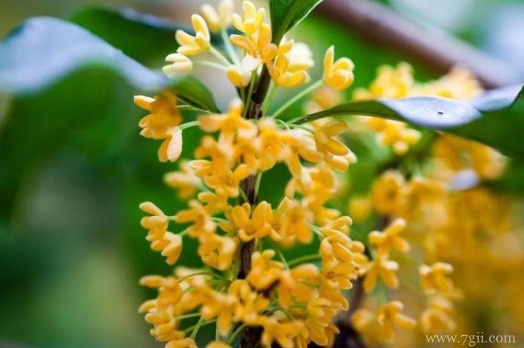 宿迁市的市花是什么？