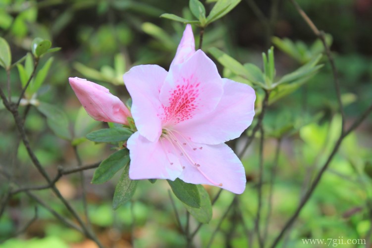 镇江市的市花是什么？