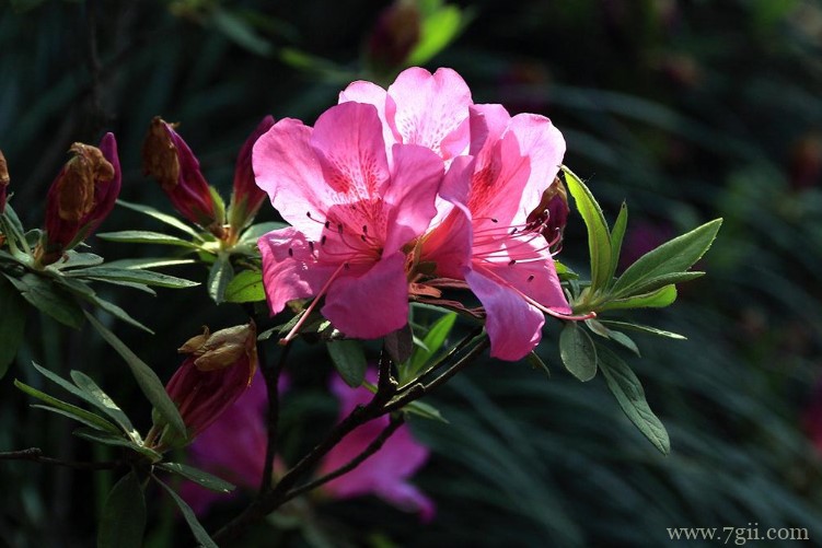 镇江市的市花是什么？