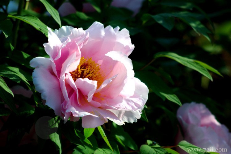 镇江市适合养什么花？