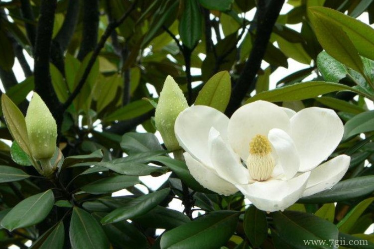 镇江市适合养什么花？