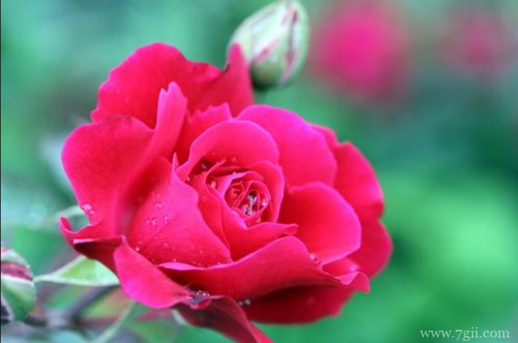 南通市的市花是什么？