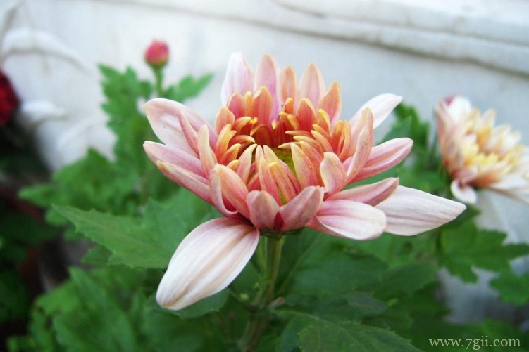 南通市的市花是什么？