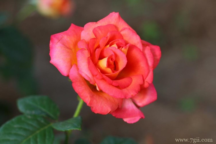 南通市适合养什么花？