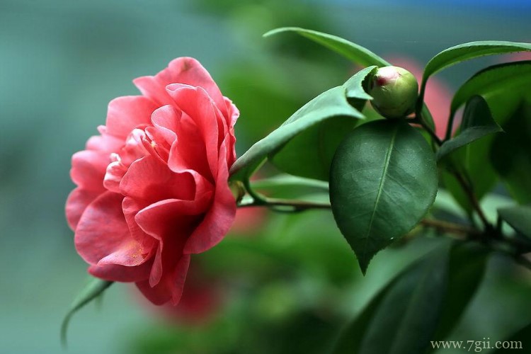 南通市适合养什么花？