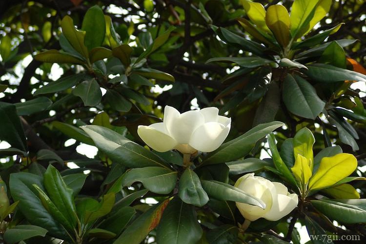 南通市适合养什么花？