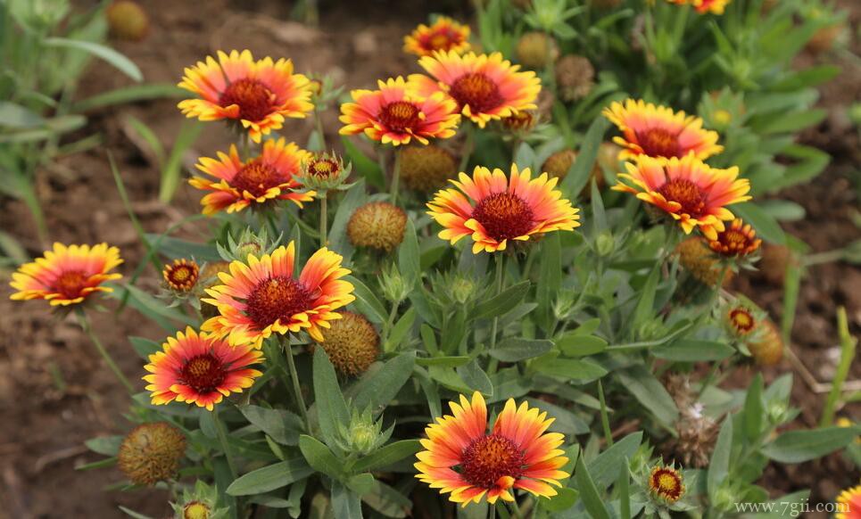 天人菊的图片大全，天人菊高清图片！