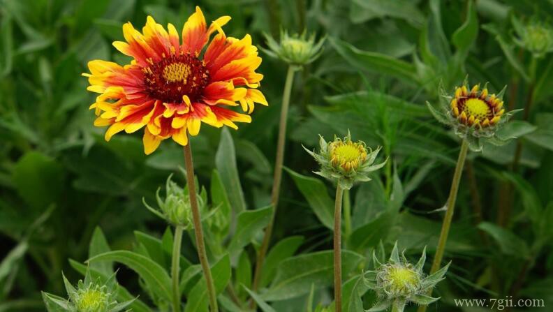 天人菊的花语是什么？