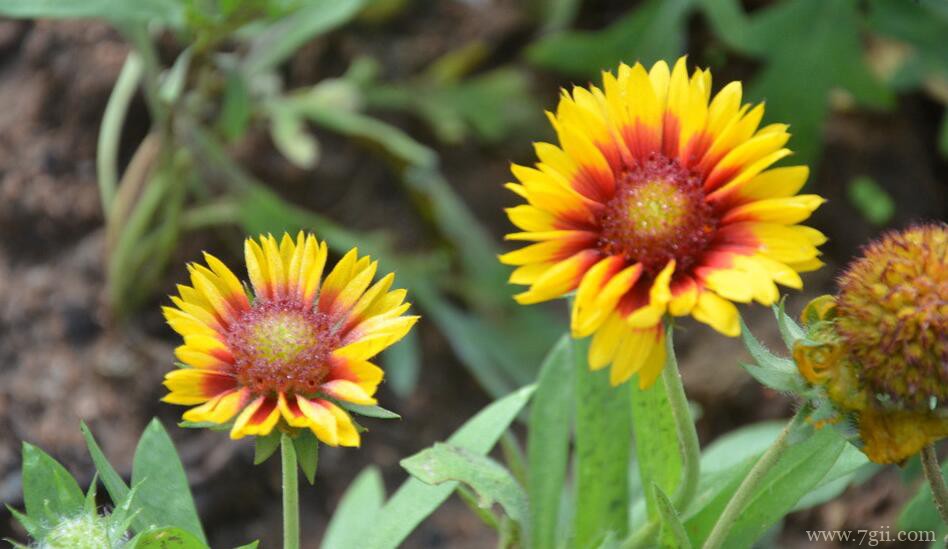 天人菊有毒吗？