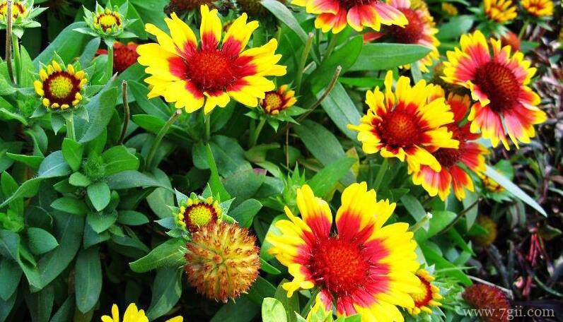 天人菊怎么繁殖？天人菊常见的繁殖方法