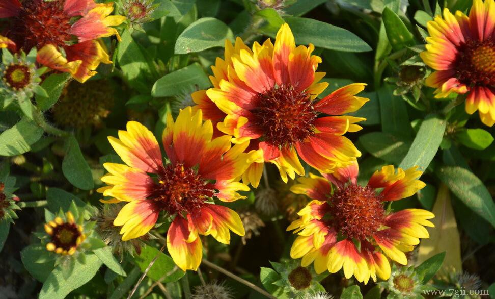 天人菊怎么繁殖？天人菊常见的繁殖方法