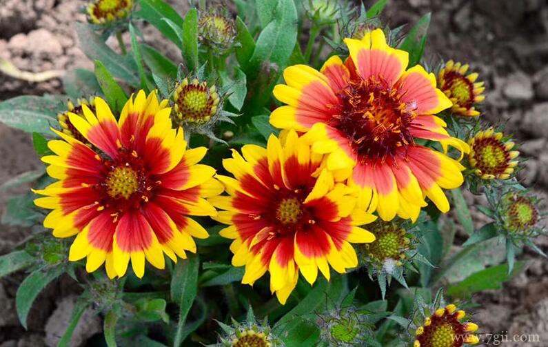 天人菊的开花时间