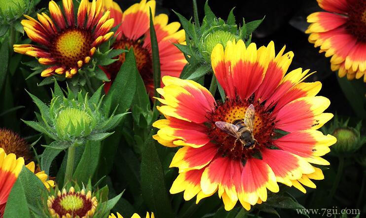 天人菊什么时候播种种植？天人菊的种植方法