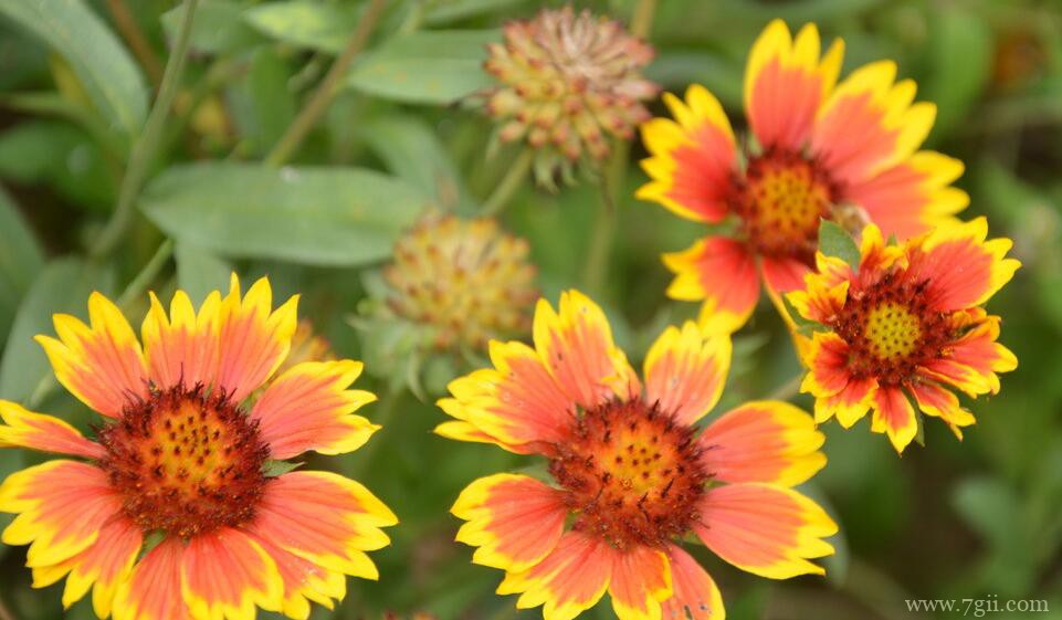 天人菊怎么养殖？天人菊的养殖方法和注意事项