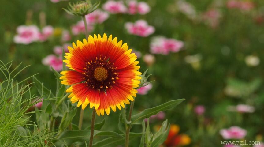 天人菊如何繁殖？天人菊的繁殖方法及注意事项