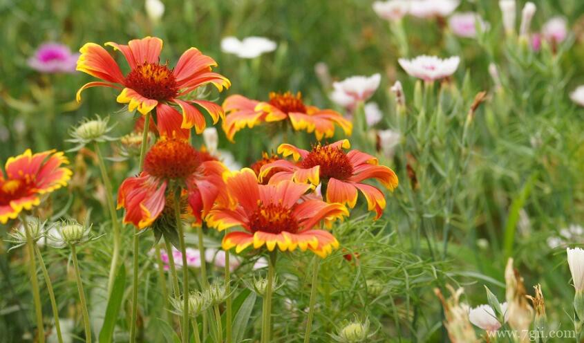 天人菊如何繁殖？天人菊的繁殖方法及注意事项