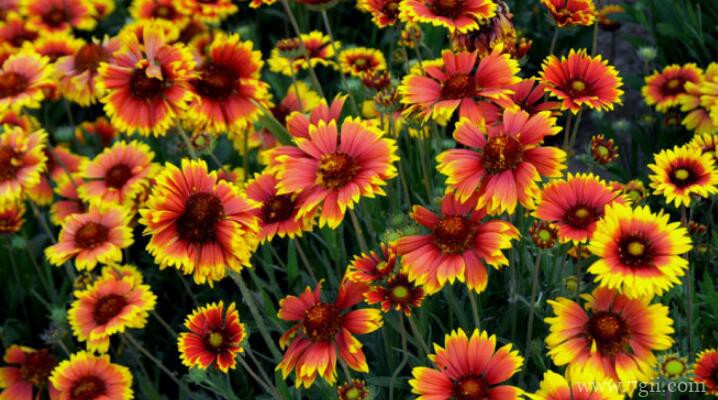 天人菊如何繁殖？天人菊的繁殖方法及注意事项