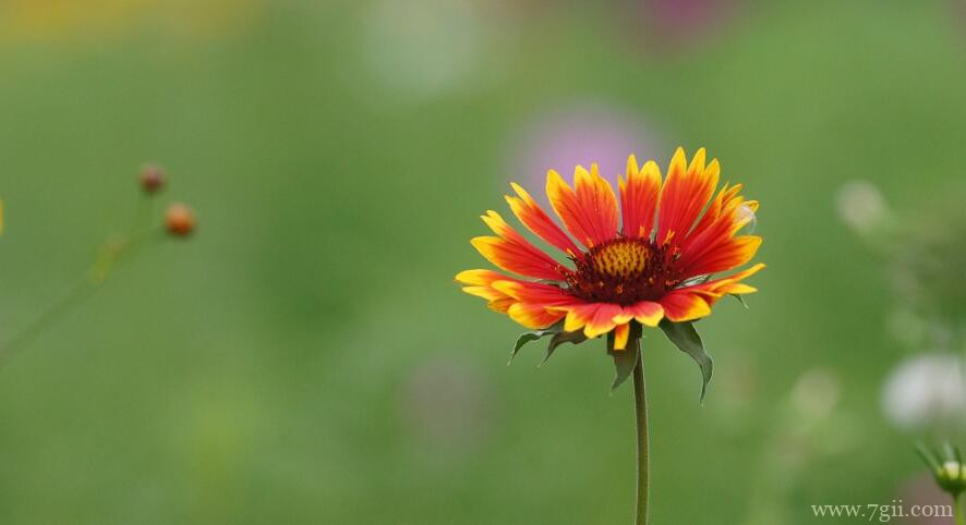 天人菊怎么种植？