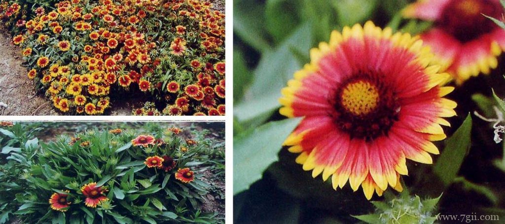 天人菊如何养殖？天人菊的养殖方法和注意事项