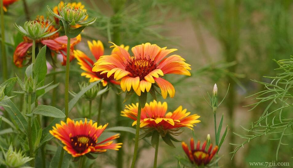 天人菊怎么浇水？