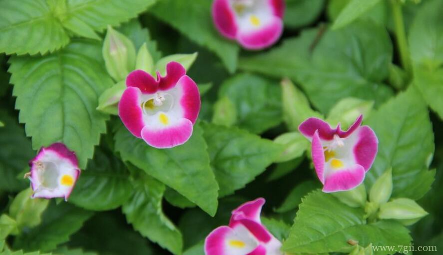 夏堇花花朵枯萎发蔫怎么办？