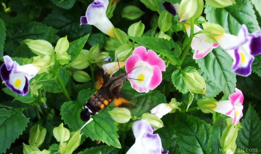 夏堇花怎么修剪？夏堇花的修剪方法