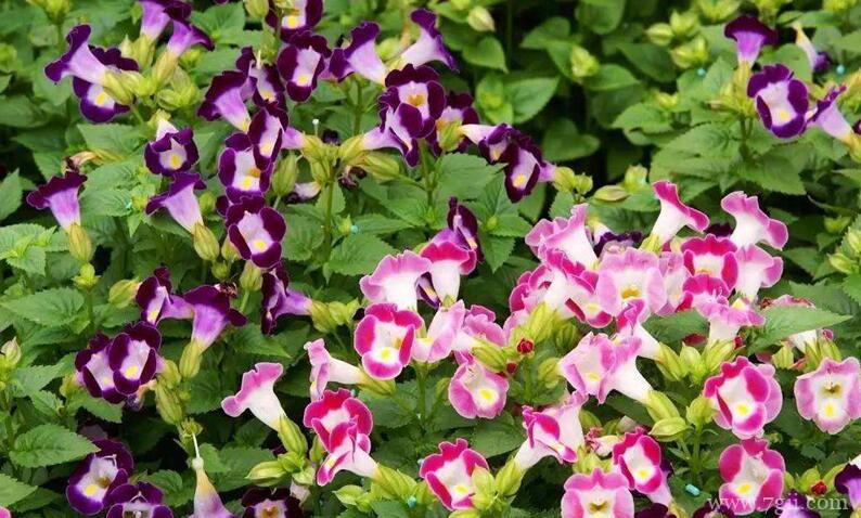 夏堇花怎么修剪？夏堇花的修剪方法