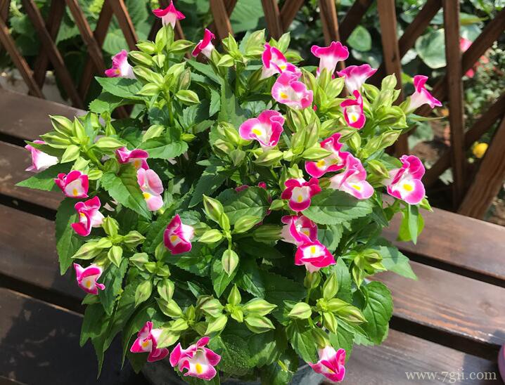 夏堇花怎么养？夏堇花的养殖方法