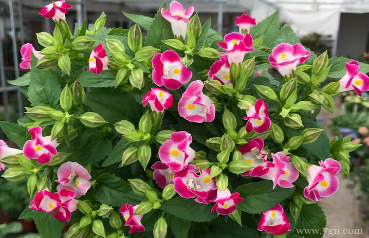 夏堇花怎么养？夏堇花的养殖方法