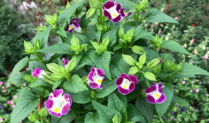 夏堇花怎么养？夏堇花的养殖方法