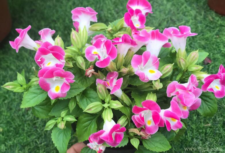 夏堇花的养护方法