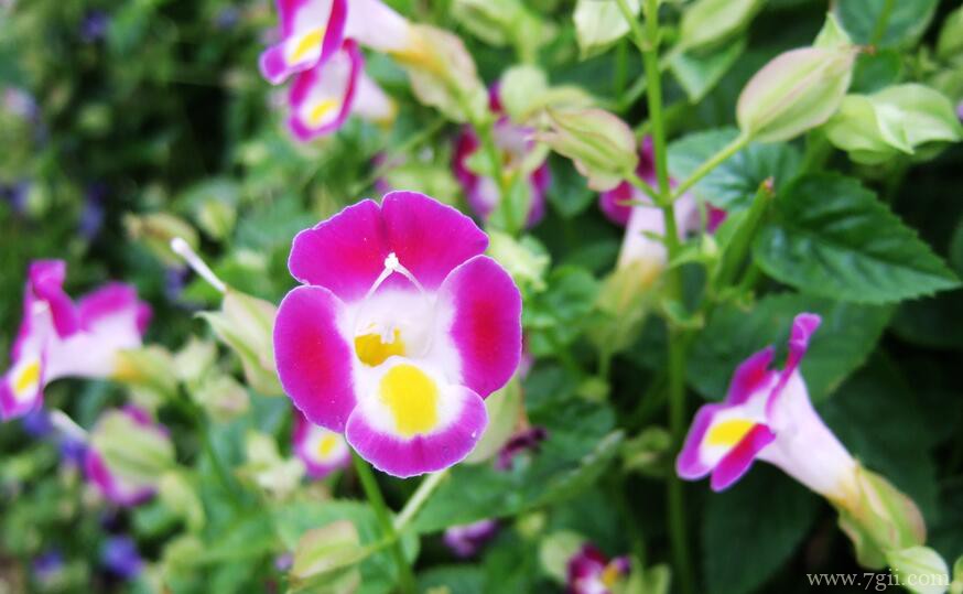 夏堇花什么时候开花？