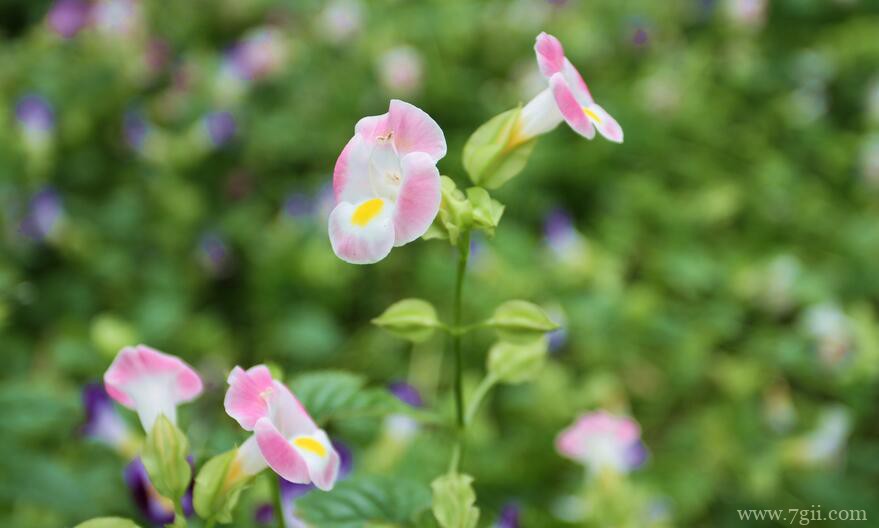 夏堇花什么时候开花？