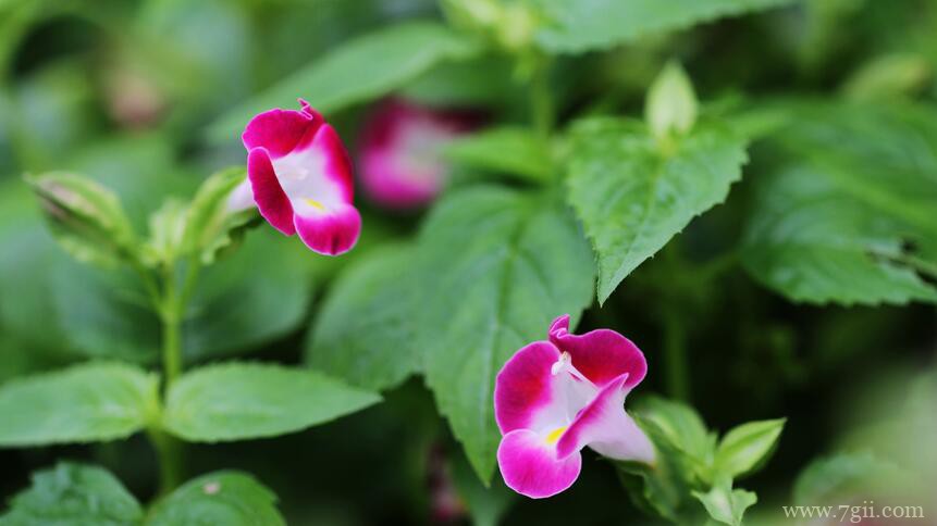 夏堇花什么时候开花？